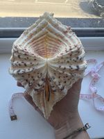 Giant Clam Pair 21.5 Cm