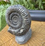 Dactylioceras Ammonite Fossil, Yorkshire Coast, Whitby.A435