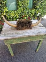 Victorian Taxidermy Bull Cow Horns