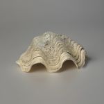 Antique Clam Shell Large Home Interior Decor