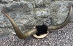 Antique 19th Century Longhorn Cow Horns