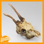 old vintage Deer Stag Roe-deer Head Skull Antlers Hunting Trophy Taxidermy 1950s