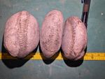 Lot of 3 Natural Unpolished Ammonite Nodules Fossils Stone Specimens