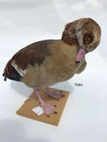 TD84 Nile Goose on Ply-base