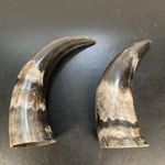 Two  polished cow horns with natural color variations and glossy finish. #1