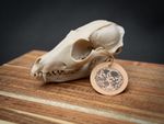 Life Size Red Fox Skull Replica – Realistic 3D Printed Bone Model Display