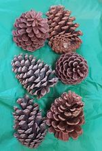Single Maxi Scented Pine Cones Wreaths Decoration Potpourri 10 cm Height
