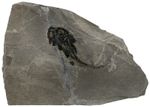 Devon Millerosteus minor tankfish Placoderm Thurso Scotland C1-2