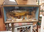 Vintage Taxidermy Large Carp Fish n Display Case Collector Home Pub Club Decor