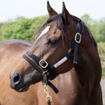 ALL SIZES Monty Roberts Dually Halter - Horse Training Halter