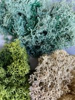 REINDEER MOSS | LICHEN | Natural Preserved | Terrarium Supplies | Terrarium Deco