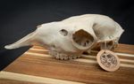 Life Size Llama Skull Replica – Realistic 3D Printed Bone Model Display