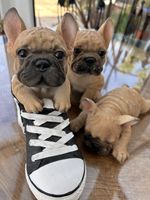 French Bulldog Puppy Ornaments X3 Resin Figurines