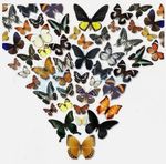 20pcs（Butterfly species with no duplicates）​natural Real Butterflies Specimen