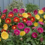Hardy Gerbera 'Garvinea' Sweet Collection Mix LARGE Plug Plants Pack x3