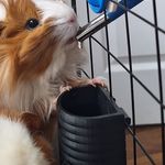2x Water Pot For Guinea Pigs Rabits Rats Water Bottle Anti Spill D Shaped