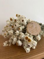 80GR DRIED WEDDING FLOWERS BUNCH AMMOBIUM ALATUM ARRANGEMENT DECORATION 16"