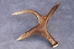 NATURALLY SHED WILD MOOSE ANTLER (HORN, KNIFE, CARVING, CHEW, TAXIDERMY, LAMP)