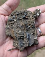 1792 1 Duit New York Penny Netherland Dutch East India Company Shipwreck Clump