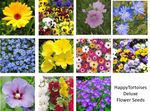 Deluxe Tortoise Flower Seeds |  12 species | FREE DELIVERY