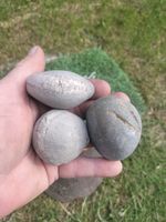 3 X SPLIT YOUR OWN AMMONITE NODULES FOSSIL YORKSHIRE JURASSIC DACTYLIOCERAS