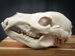 Life Size Grizzly Bear Skull Replica – Realistic 3D Printed Bone Model Display
