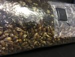Horse Manure and Rye Grain Mushroom Kit UK | 6lbs | 50/50 Mushroom Substrate