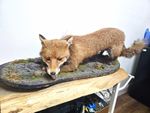 Fox Taxidermy Full Body Pedestal Mount on Oval Display Base