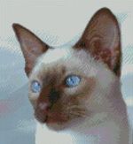 Siamese Cat 2 Complete Counted Cross Stitch Kit 8.8" x  8" 14 Count