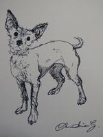 Chihuahua ink drawing mini dog sketch on ivory paper original hand drawn  art