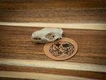 Life Size Hedgehog Skull Replica – Realistic 3D Printed Bone Model Display