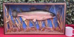 Vintage Taxidermy, cased Rainbow Trout, Cast Fish NOT Skin Mount