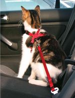 TRIXIE Car Harness For Cats – Red, 20‑50 cm / 15 mm – New