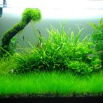 Plant Seed Fish Tank Aquarium Aquatic Water Grass Decor Garden Foreground Plant