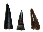 Vertebrate fossil slide mount - Pleistocene Florida Esox niger Pike fish tooth