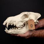 Dire Wolf Skull X Large unpainted bone colour Fossil Replica. Animal Skull