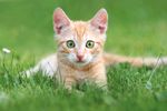 50 gram Organic Cat Grass READY Grown in 14 days ! ! Catnip !BUY 2 GET 2 FREE