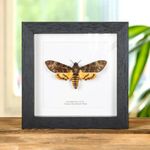 Death's Head Hawk Taxidermy Moth Silence of the Lambs Frame (Acherontia styx)