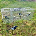 Larsen trap double top entry capture cage CROW magpie larson TrapMan