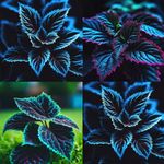 20PCS Coleus Seeds – Rare Blue, Black, and Green Foliage – Unique Garden Accent
