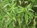 Epazote - 100+ seeds - Dysphania ambrosioides - Jesuit Tea- HEIRLOOM! F 032