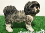 Grey Shih Tzu ornament figurine quality realistic Leonardo range. Gift boxed.