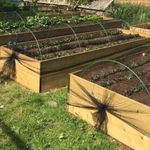 Green Garden  Hoops Cloche Veg Fruit Crop Protection (Pack of 5 & 10 anchors)