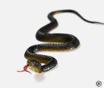 45cm Realistic Fake Rubber Snake Toy Scary Prank Garden Bird Repellent Prop