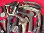 Two Pieces of Natural Deer Antlers,  (XS,S,M,L,XL,XXL,HUGE, SUPER HUGE)