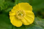 Welsh Poppy - Meconopsis Cambrica - 400 Seeds
