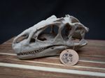 Scaled Down Allosaurus Skull Replica – Realistic 3D Printed Dinosaur Bone Model