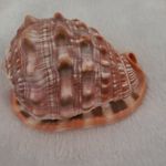 Seashell Large Red Helmet Shell aka Cameo Shell Cassis Rufa 5 Inches Long 