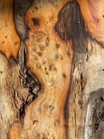 Yew,yew Wood,pippy Yew,yew ,interesting Timber ,FREE DELIVERY