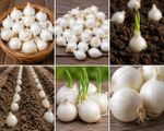 White Onion Sets SNOWBALL (Autumn planting) 80, 100, 200,300. Plant now